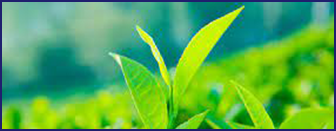 EGCG