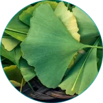Ginkgo Biloba