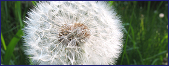 Taraxacum