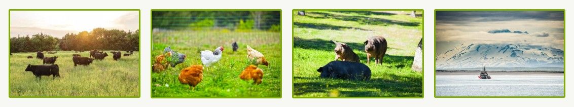 Wild Pastures Meat Subscription Box benefits