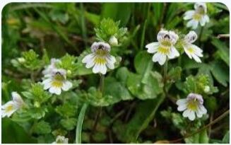 Eyebright