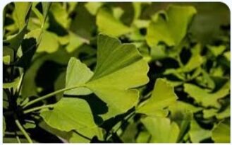 GinkgoBilob