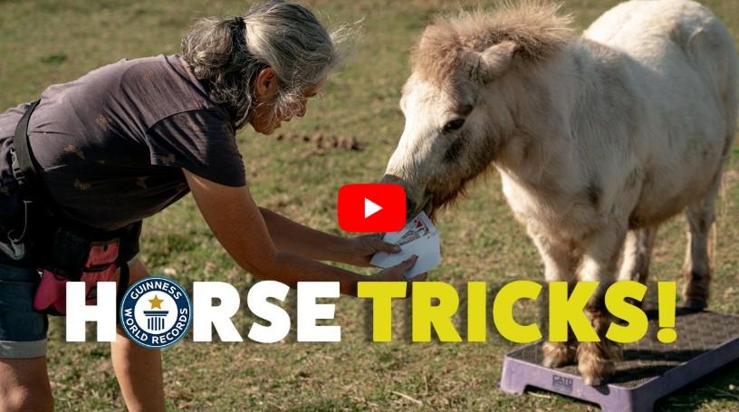 Horse Trick MaleEnhancement
