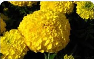 Lutein