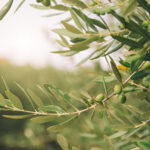 olive leaf triblock7