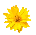 Arnica Oil