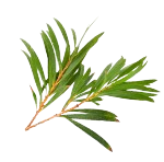 Tea Tree Essential Oil
