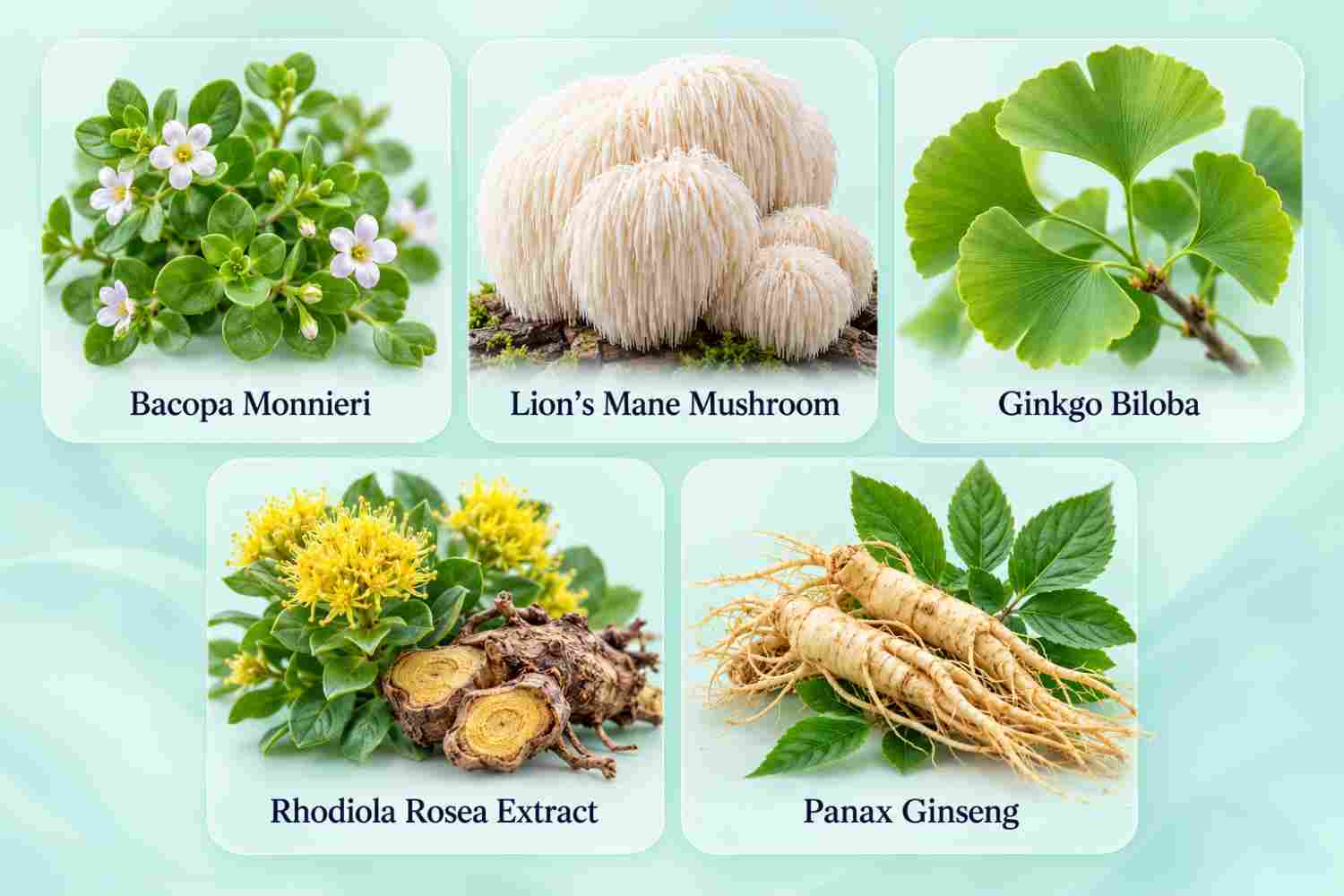 Memora Five Botanical Ingredients