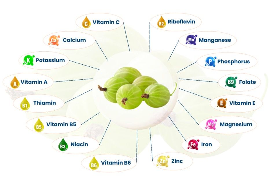 NativePath Liposomal Vitamin C Ingredients