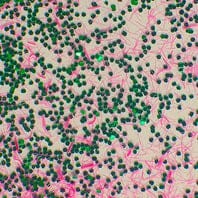 Red Yeast Rice